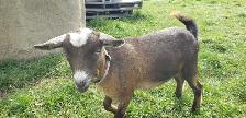 NIGERIAN DWARF DOELING - Photo 2