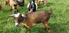 NIGERIAN DWARF DOELING - Photo 3