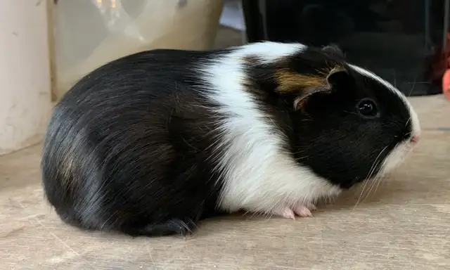 Guinea Pig Pups