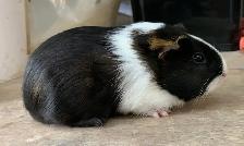 Guinea Pig Pups