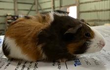 Guinea Pig Pups - Photo 2