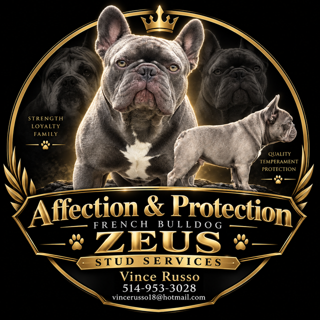 French Bulldog Stud Services 'ZEUS'