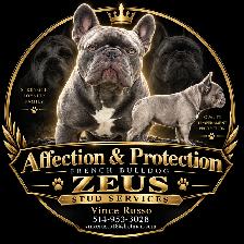 French Bulldog Stud Services 'ZEUS'