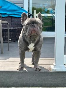 French Bulldog Stud Services 'ZEUS' - Photo 2
