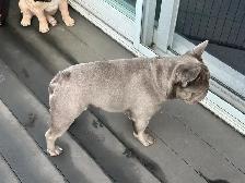 French Bulldog Stud Services 'ZEUS' - Photo 3
