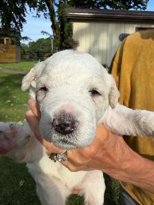 Pomsky Poodle Puppies - Photo 4