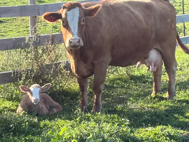 fullblood Simmental pair