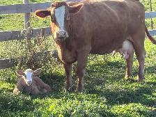 fullblood Simmental pair