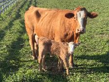 fullblood Simmental pair - Photo 2
