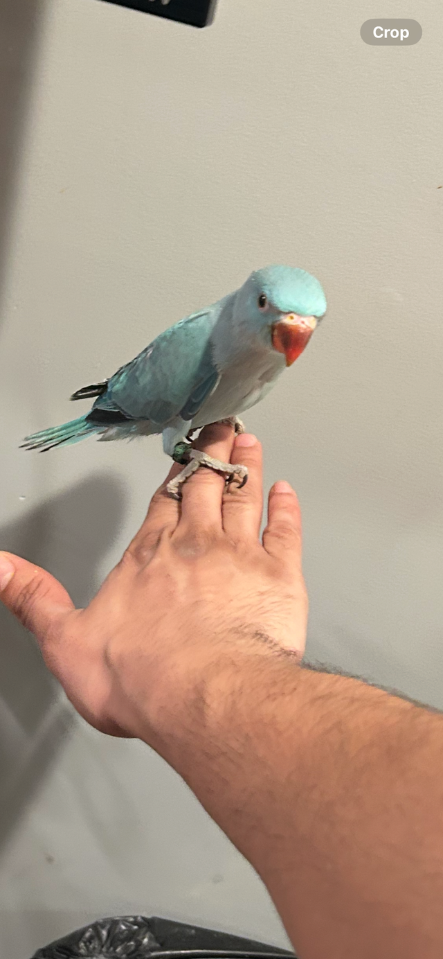 BLUE RINGNECK BABY