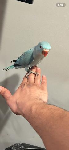 BLUE RINGNECK BABY