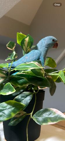 BLUE RINGNECK BABY - Photo 2