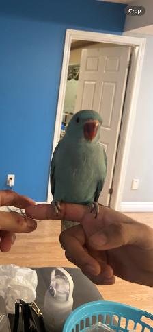 BLUE RINGNECK BABY - Photo 3