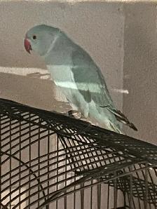 BLUE RINGNECK BABY - Photo 4