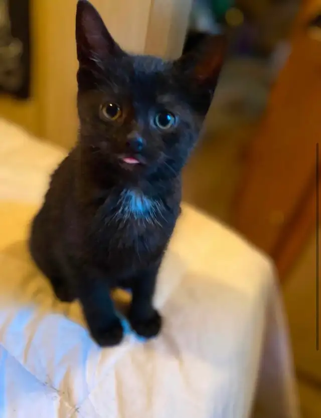 kittens.