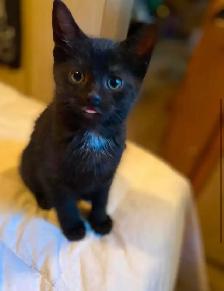 kittens.