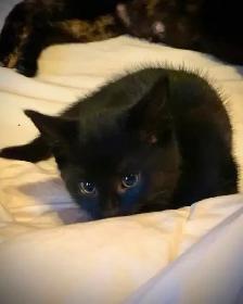 kittens. - Photo 2