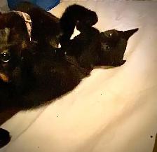 kittens. - Photo 3