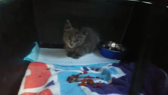 chaton gris