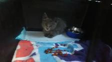 chaton gris