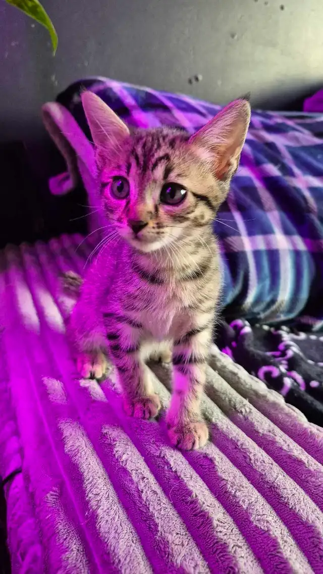 Chaton HIGHLAND LYNX femelle 2 gènes