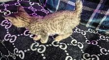 Chaton HIGHLAND LYNX femelle 2 gènes - Photo 4