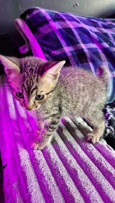 Chaton HIGHLAND LYNX femelle 2 gènes - Photo 6