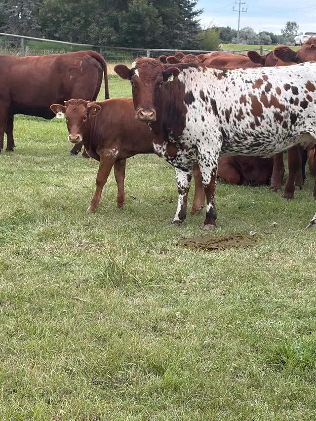 longhorn cow calf pair