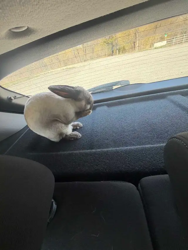 male bunny