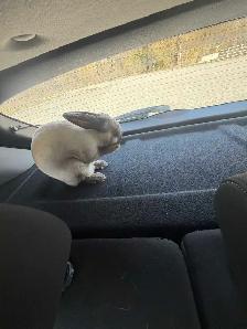 male bunny