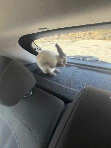 male bunny - Photo 2