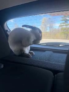 male bunny - Photo 3