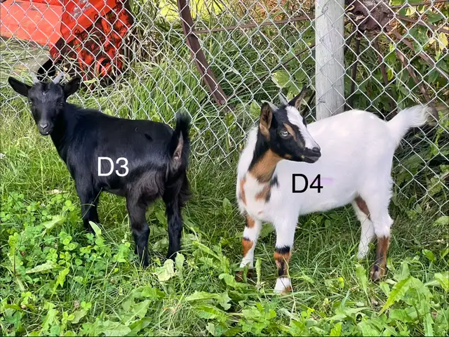 Pygmy Goats