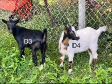 Pygmy Goats