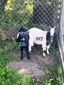Pygmy Goats - Photo 2