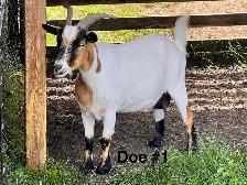 Pygmy Goats - Photo 3