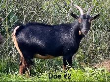 Pygmy Goats - Photo 4