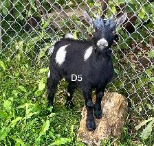 Pygmy Goats - Photo 5