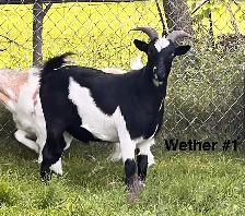 Pygmy Goats - Photo 6