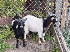 Pygmy Goats - Photo 7