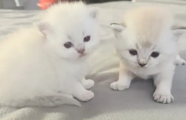 Purebred Scottish Fold Kittens