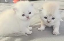 Purebred Scottish Fold Kittens
