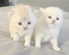 Purebred Scottish Fold Kittens - Photo 2