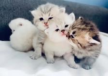 Purebred Scottish Fold Kittens - Photo 3