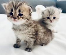 Purebred Scottish Fold Kittens - Photo 4
