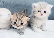 Purebred Scottish Fold Kittens - Photo 5