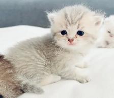 Purebred Scottish Fold Kittens - Photo 6