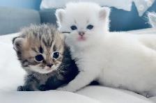 Purebred Scottish Fold Kittens - Photo 7