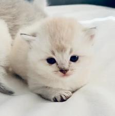 Purebred Scottish Fold Kittens - Photo 8