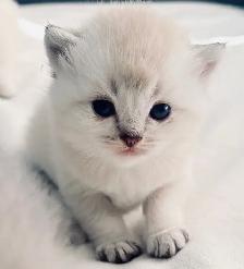 Purebred Scottish Fold Kittens - Photo 9